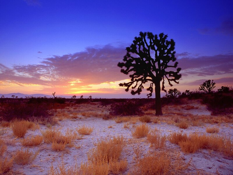 Joshua tree at sunset