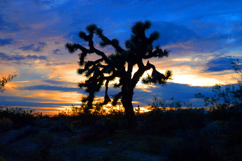 Joshua tree at sunset