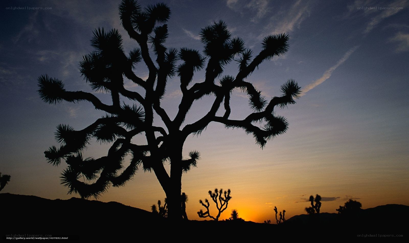 Joshua tree at sunset