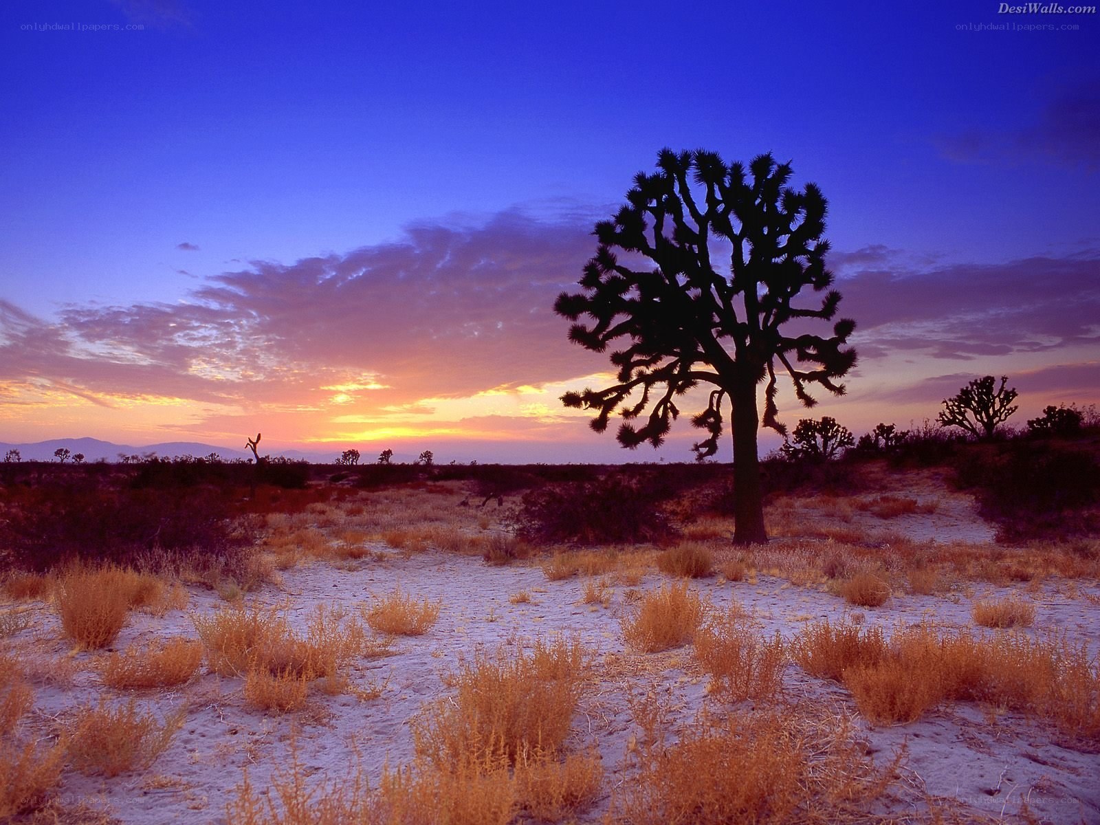 Joshua tree at sunset