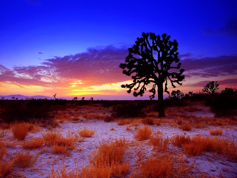 Joshua Tree at Sunset — Blue, Dramatic