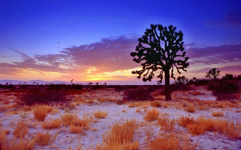Joshua Tree at Sunset — Blue