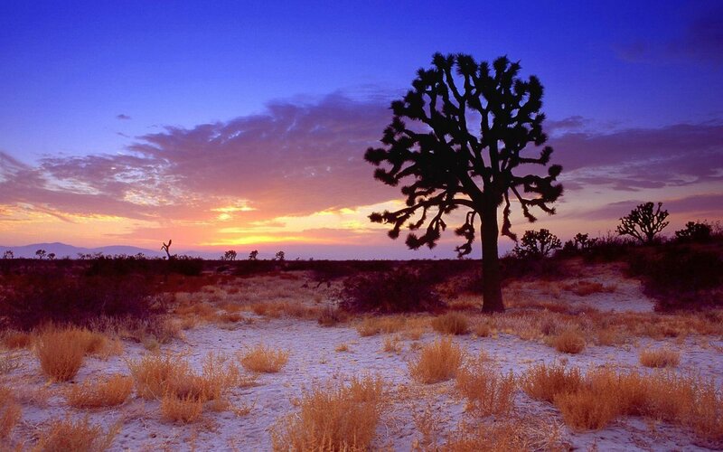 Joshua Tree at Sunset — Purple