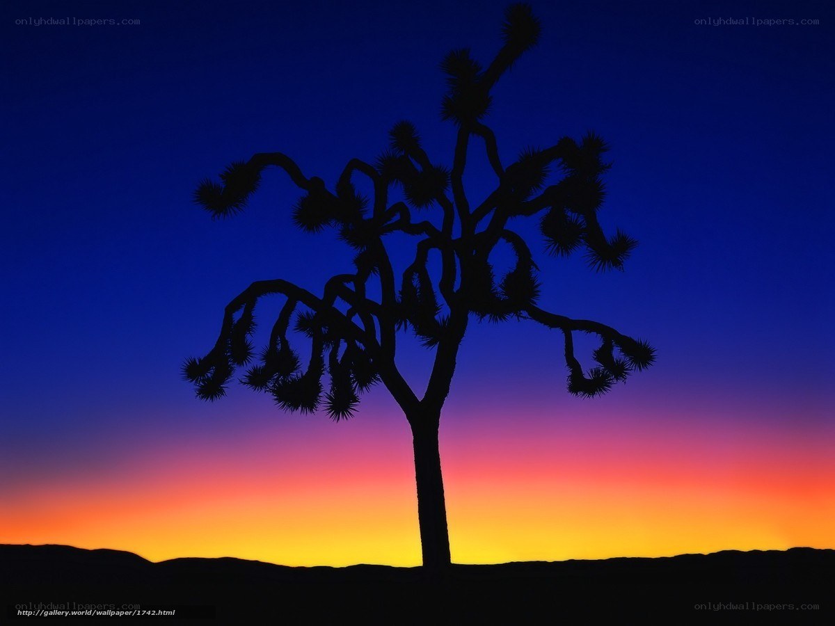 Joshua tree at sunset