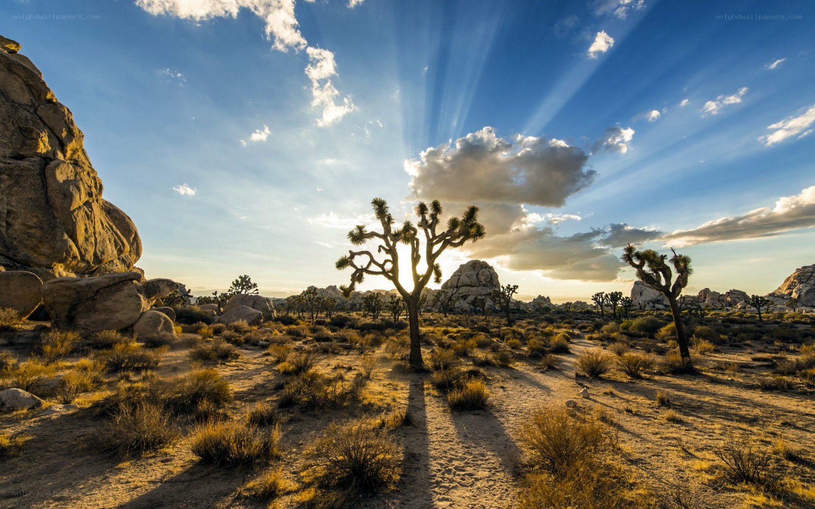 Joshua tree desert landscape