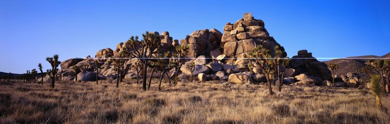 Joshua tree desert landscape