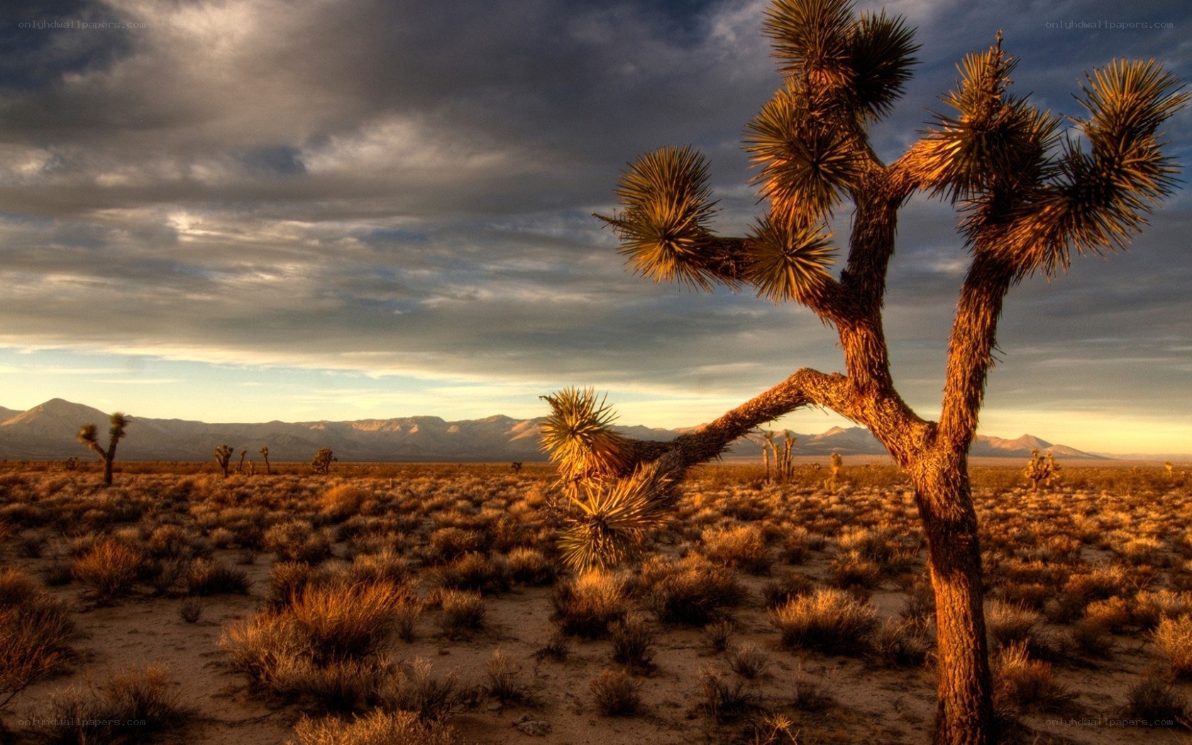 Joshua tree desert landscape