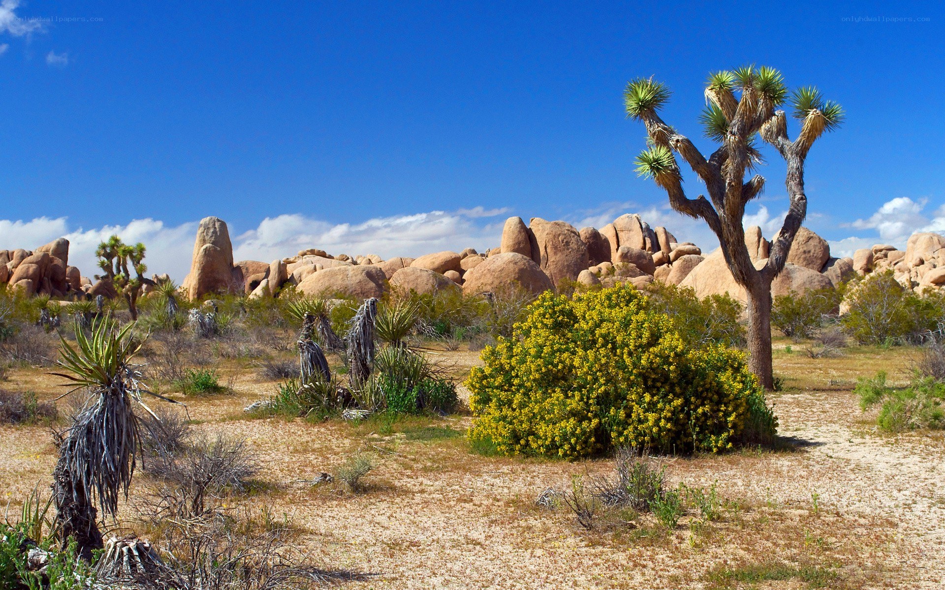 Joshua tree desert landscape