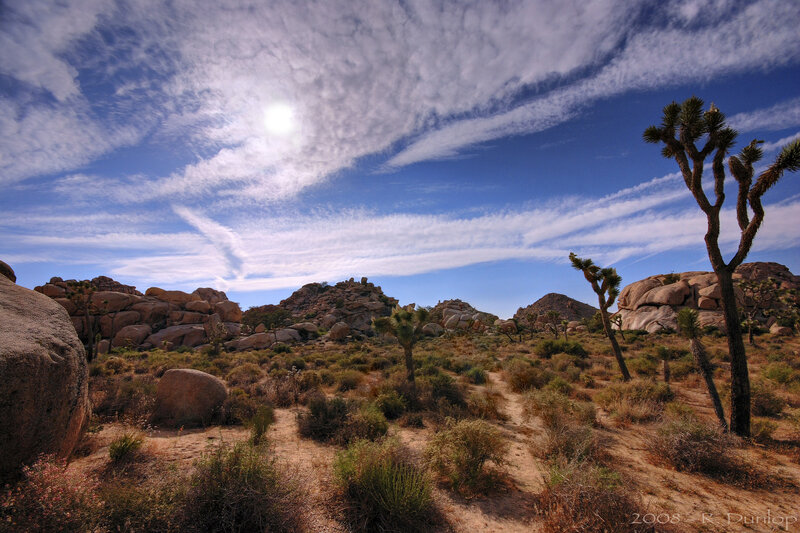 Joshua Tree Desert Landscape — Blue
