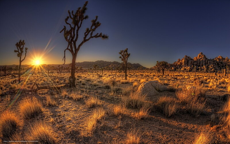 Joshua tree desert sunset