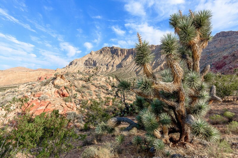 Joshua Tree in Desert — Blue, Arid, Afternoon, Photograph, Mountain, Sky