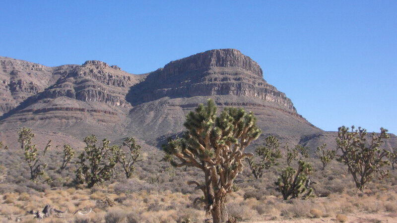 Joshua Tree in Desert — Blue, Arid, Afternoon, Photograph, Mountain
