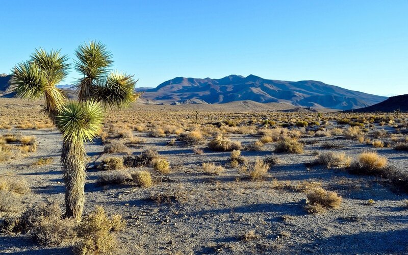 Joshua Tree in Desert — Blue, Arid, Afternoon, Photograph, Mountains, Shrubs