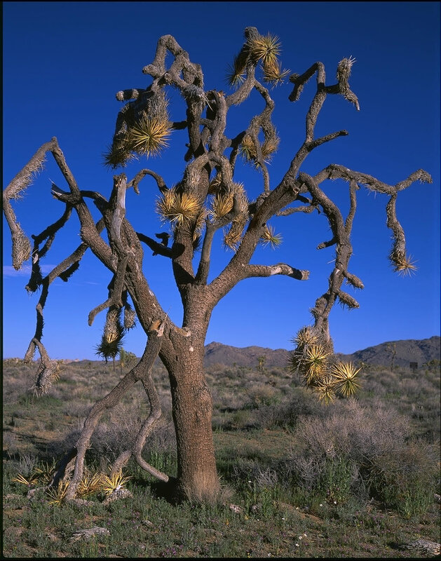 Joshua Tree in Desert — Blue, Arid, Afternoon, Photograph, Mountains, Sky, Grass