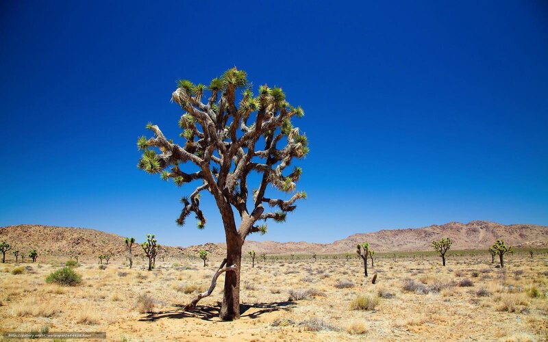 Joshua Tree in Desert — Blue, Arid, Afternoon, Photograph, Mountains, Sky, Shrubs