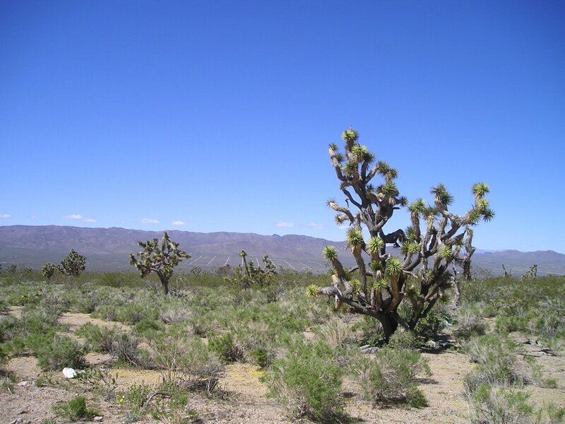 Joshua Tree in Desert — Blue, Arid, Afternoon, Photograph, Mountains