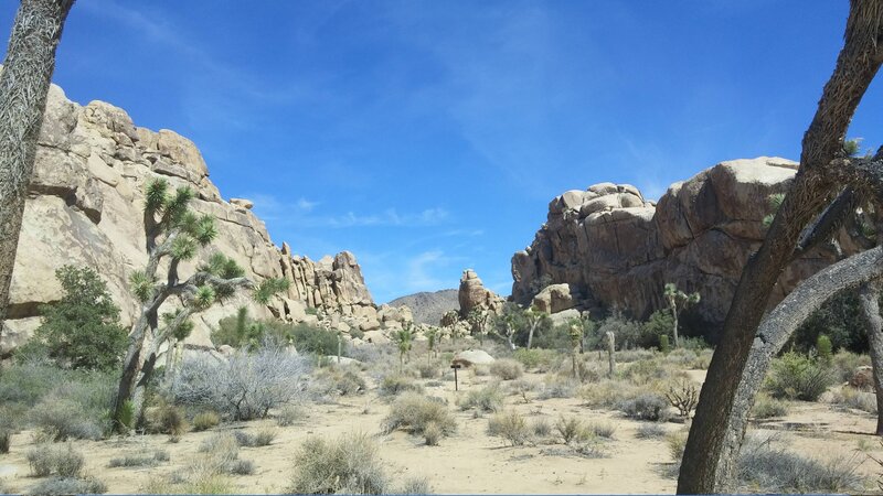 Joshua Tree in Desert — Blue, Arid, Afternoon, Photograph, Rock Formations, Shrubs
