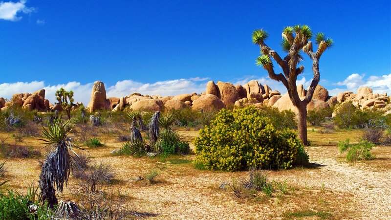 Joshua Tree in Desert — Blue, Arid, Afternoon, Photograph, Rock Formations