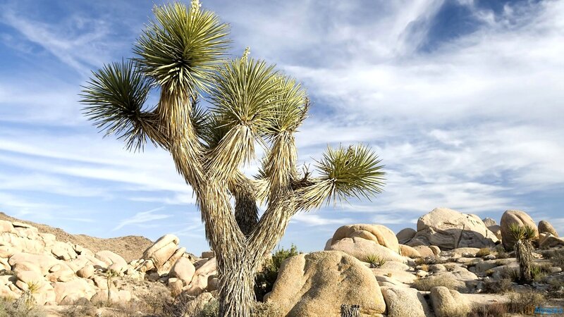 Joshua Tree in Desert — Blue, Arid, Afternoon, Photograph, Rocks