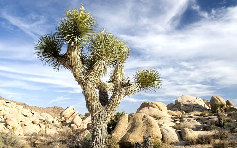Joshua Tree in Desert — Blue, Arid, Afternoon
