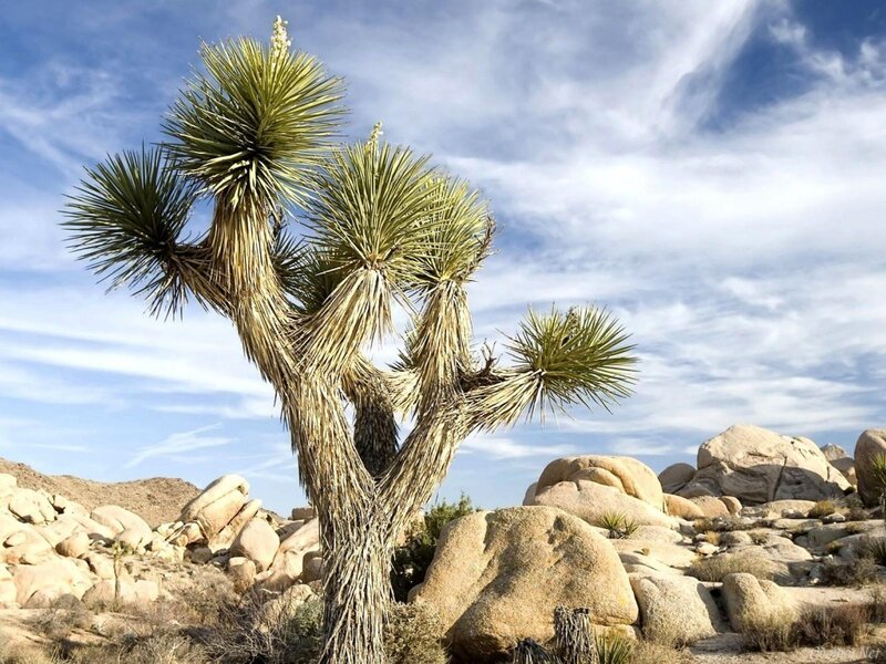 Joshua Tree in Desert — Blue, Arid