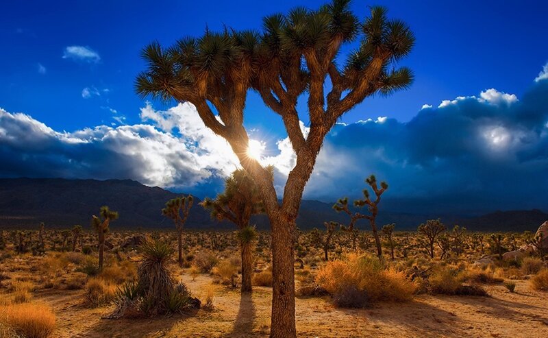 Joshua Tree in Desert — Blue, Dramatic, Sunset, Photograph, Clouds, Mountains