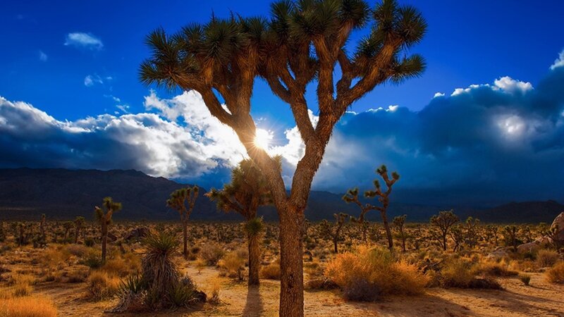 Joshua Tree in Desert — Blue, Dramatic