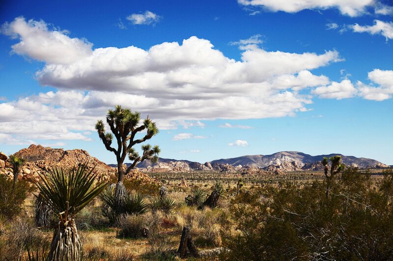 Joshua Tree in Desert — Blue, Serene, Afternoon, Photograph, Mountains