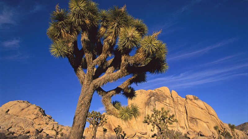 Joshua Tree in Desert — Blue, Serene, Afternoon, Photograph, Rock Formations