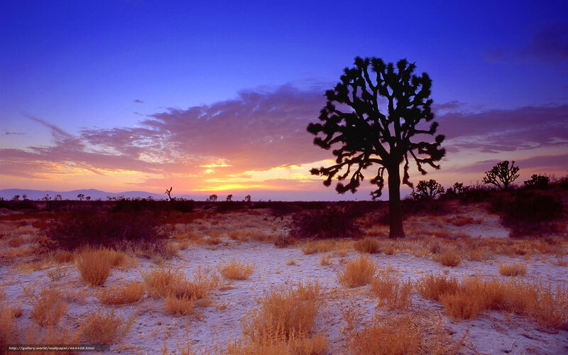 Joshua Tree in Desert — Blue, Serene, Sunset, Photograph, Sky, Mountains