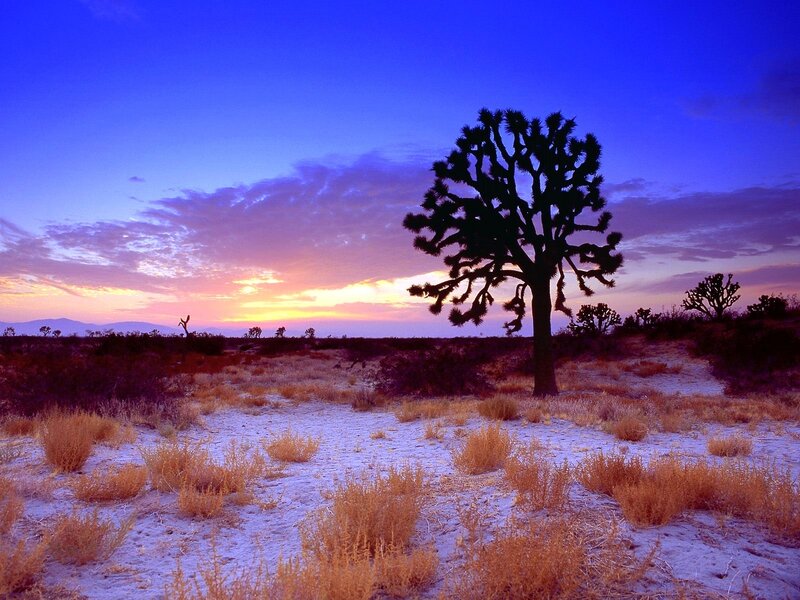 Joshua Tree in Desert — Blue, Serene, Sunset, Photograph