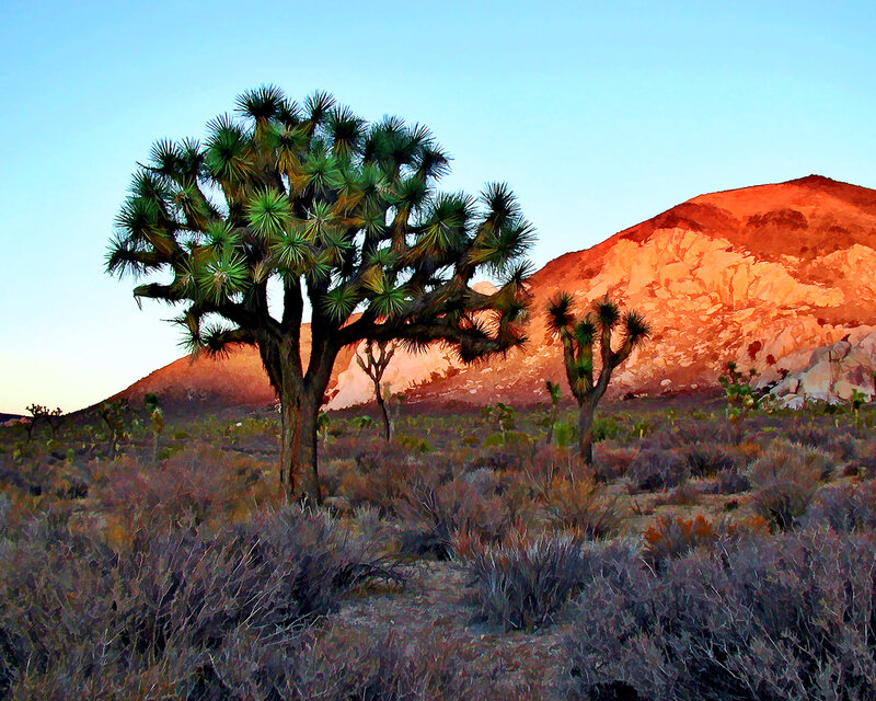 Joshua Tree in Desert — Blue, Serene, Sunset