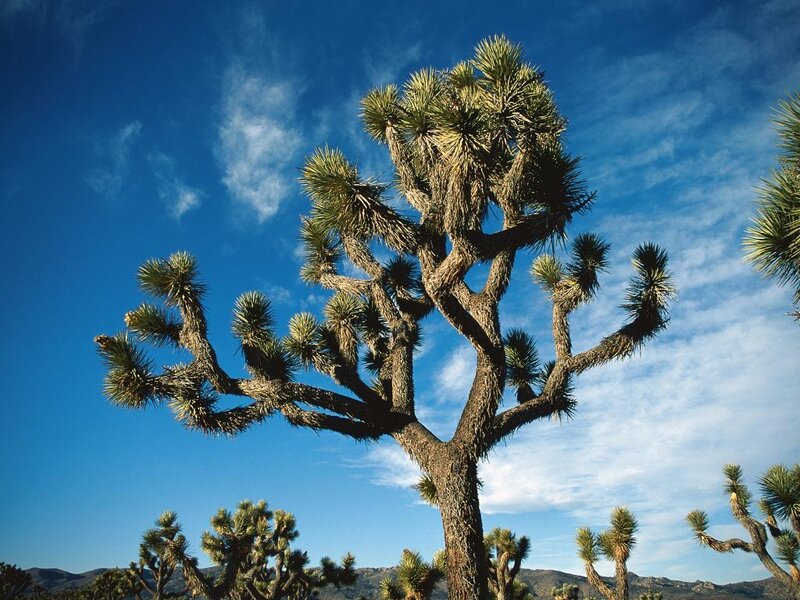 Joshua Tree in Desert — Blue