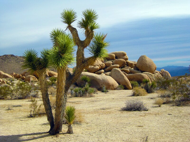 Joshua Tree in Desert — Brown, Arid