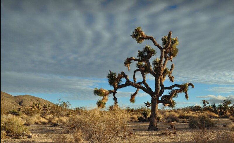 Joshua Tree in Desert — Brown, Dramatic, Afternoon