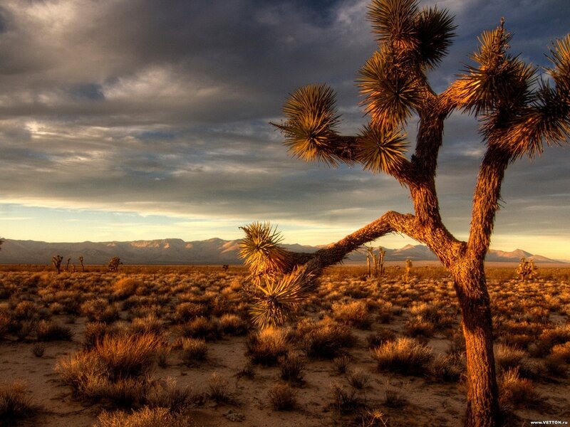 Joshua Tree in Desert — Brown, Dramatic, Sunset, Photograph, Mountains, Sky, Brush, Orange, Gray