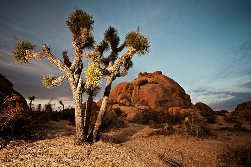 Joshua Tree in Desert — Brown, Dramatic, Sunset, Photograph, Rock Formation