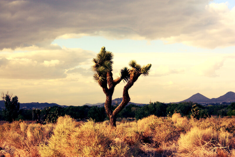 Joshua Tree in Desert — Brown, Dramatic, Sunset, Photograph