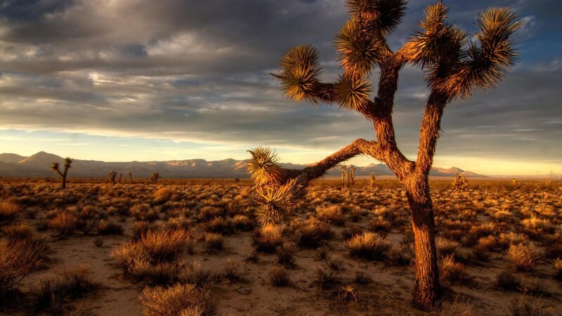 Joshua Tree in Desert — Brown, Dramatic, Sunset