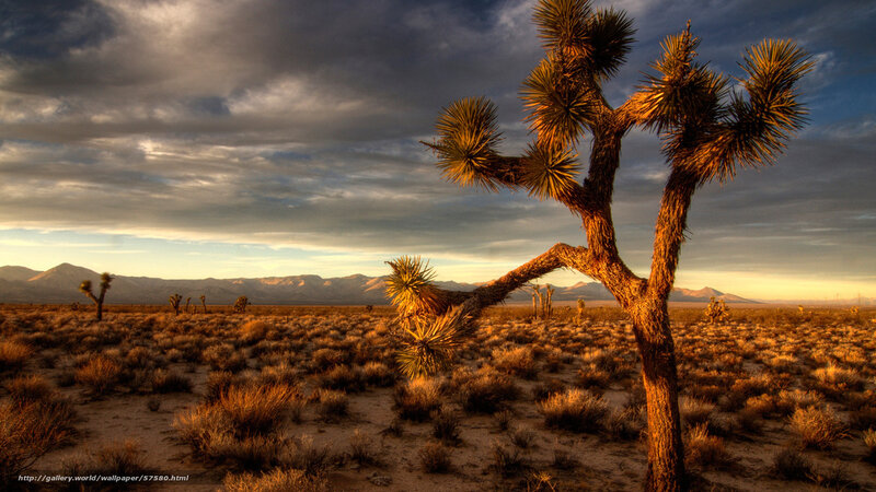 Joshua Tree in Desert — Brown