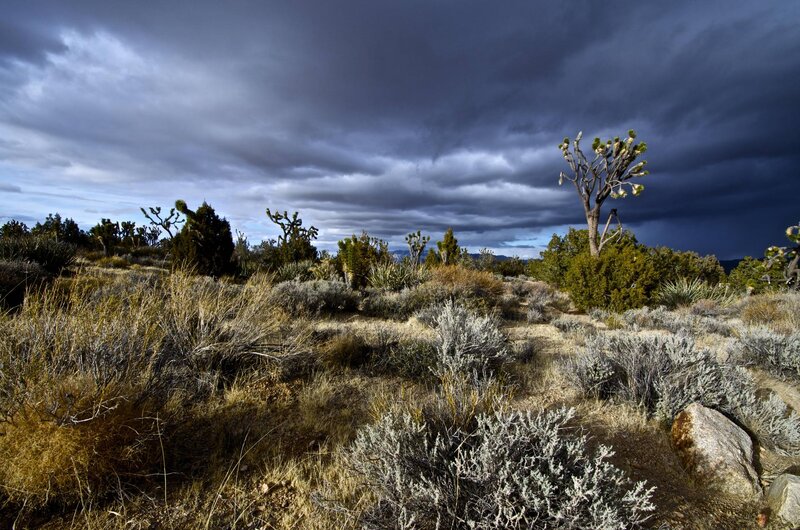 Joshua Tree in Desert — Gray