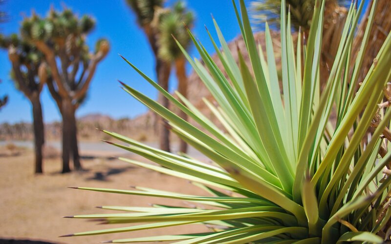 Joshua Tree in Desert — Green