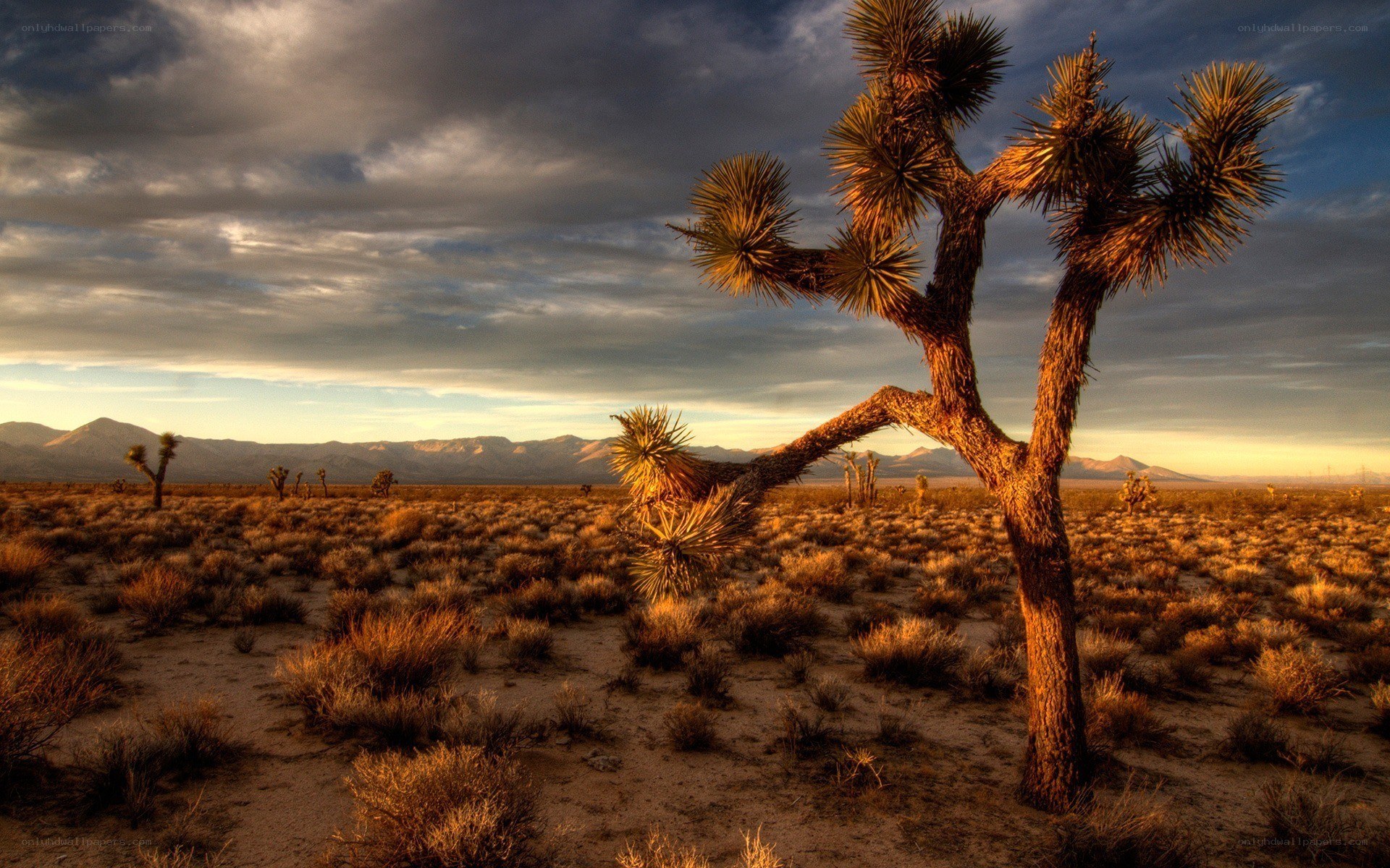 Joshua tree in desert landscape