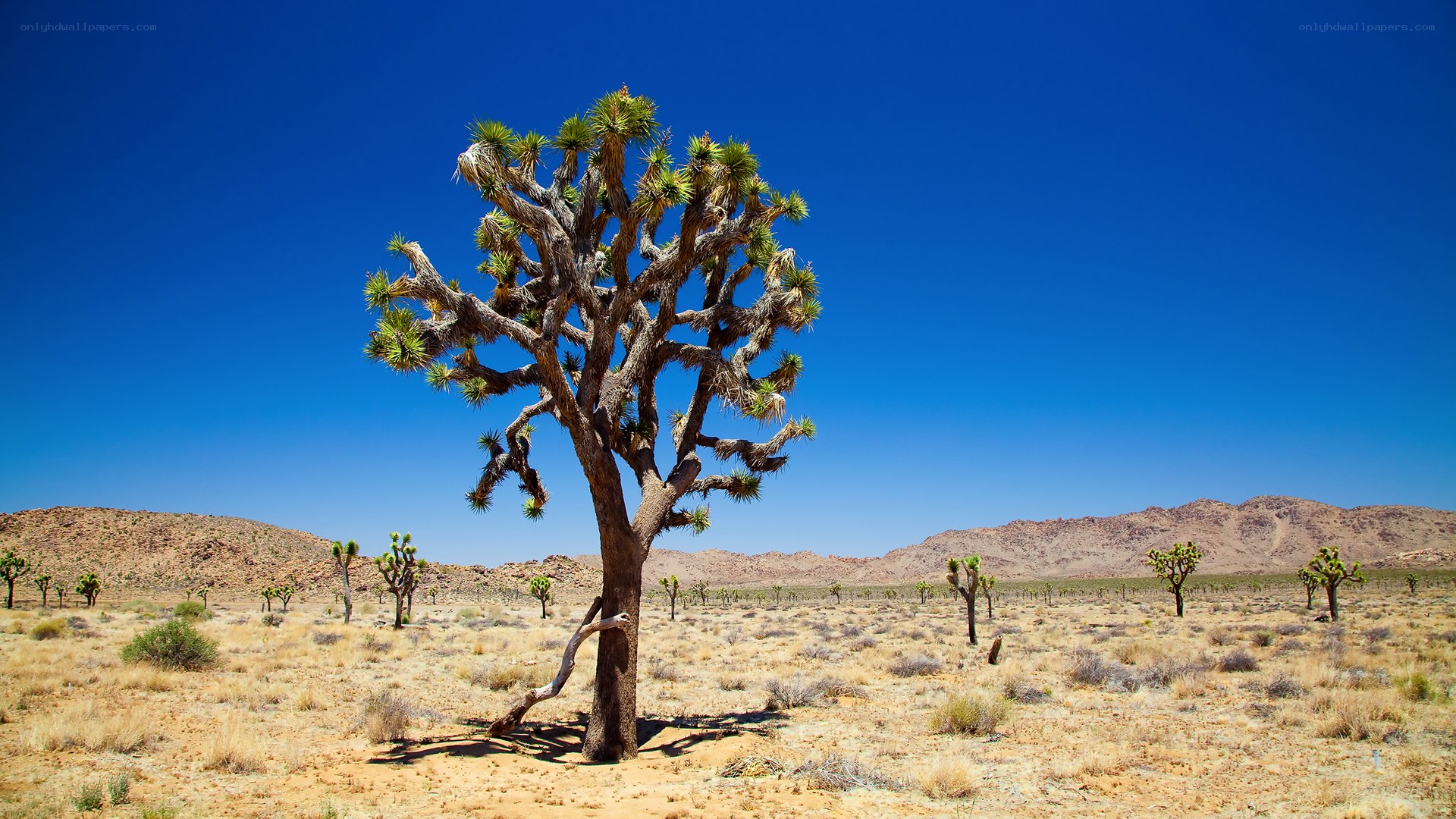Joshua tree in desert landscape