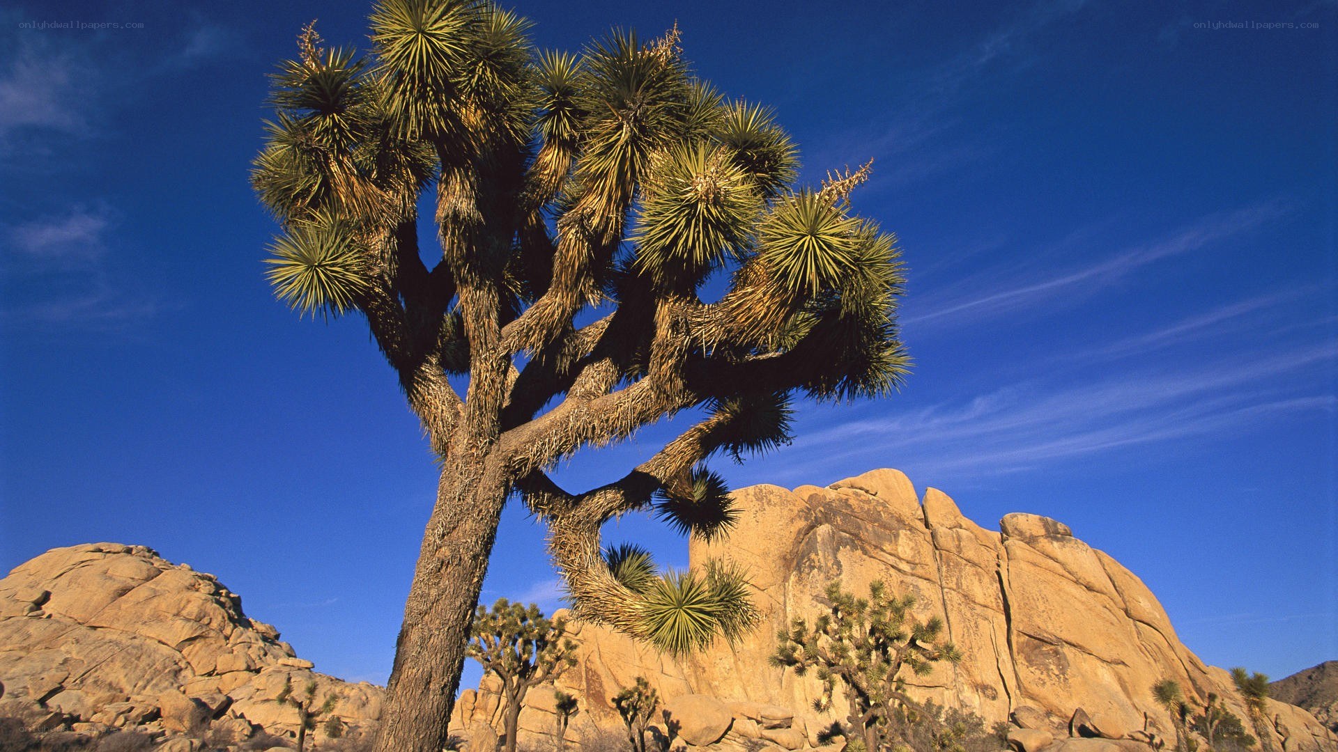 Joshua tree in desert landscape