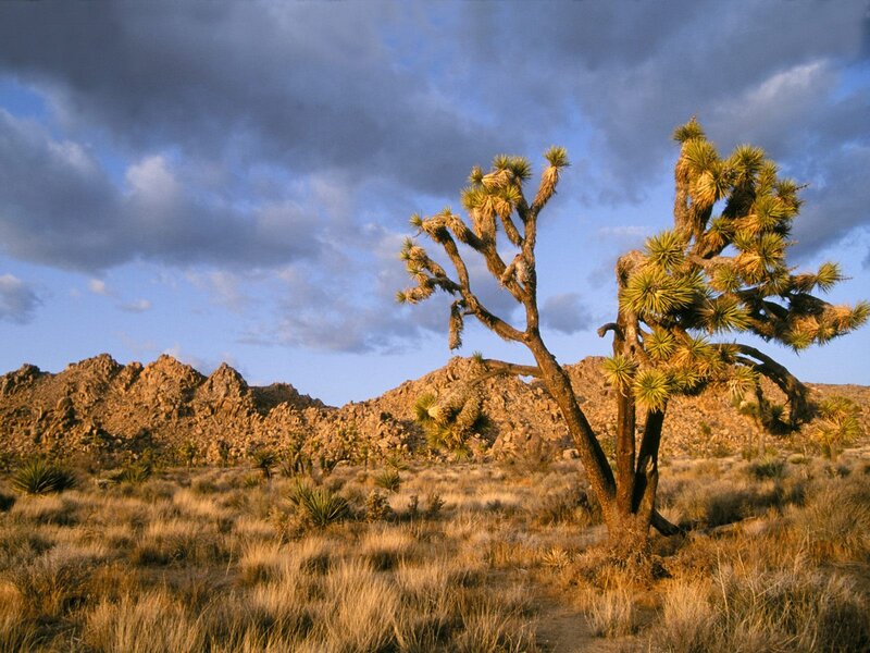 Joshua tree in desert landscape