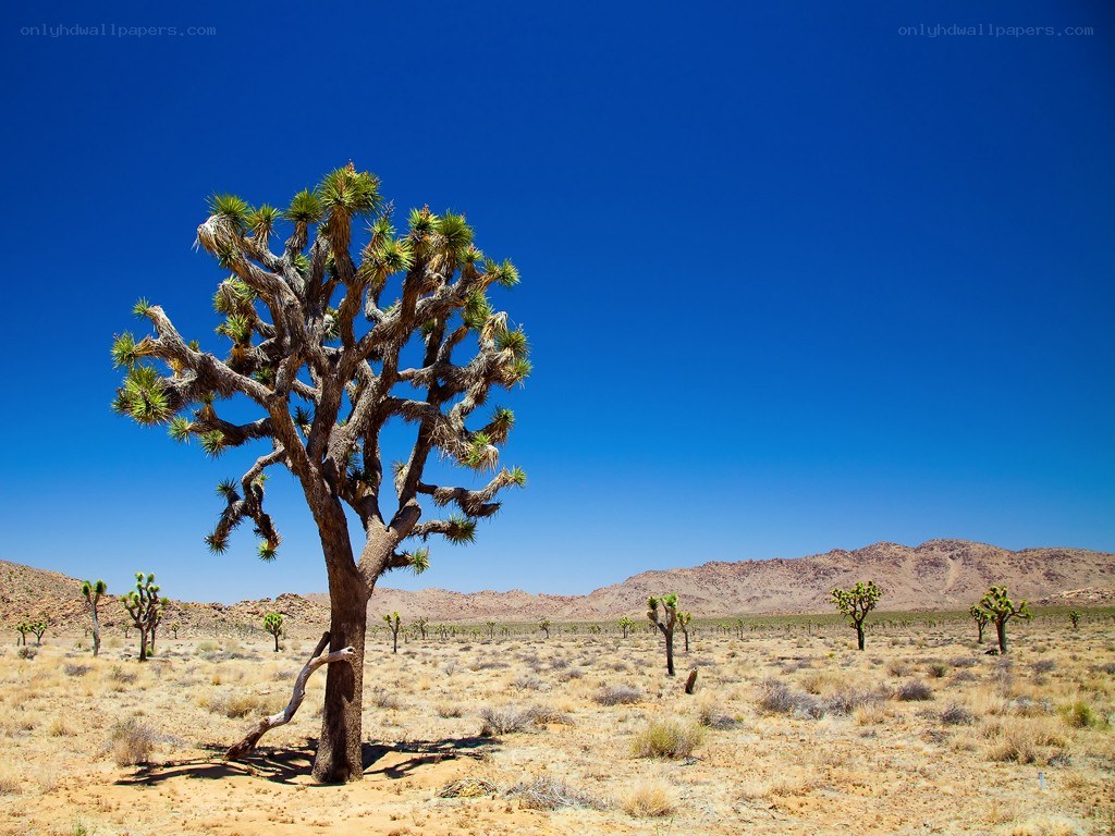 Joshua tree in desert landscape