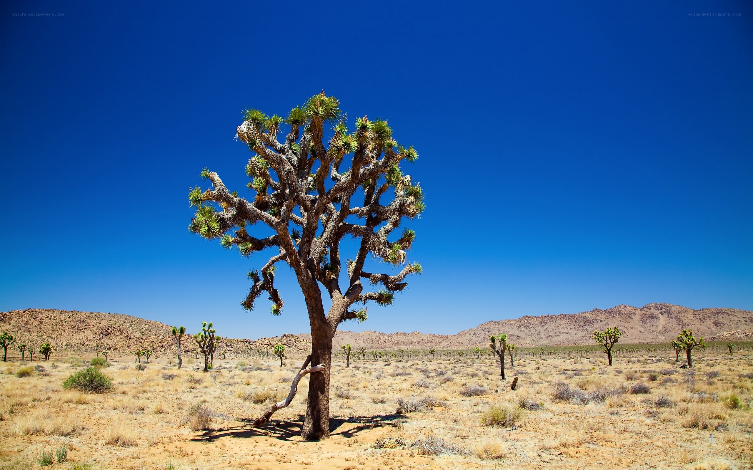 Joshua tree in desert landscape