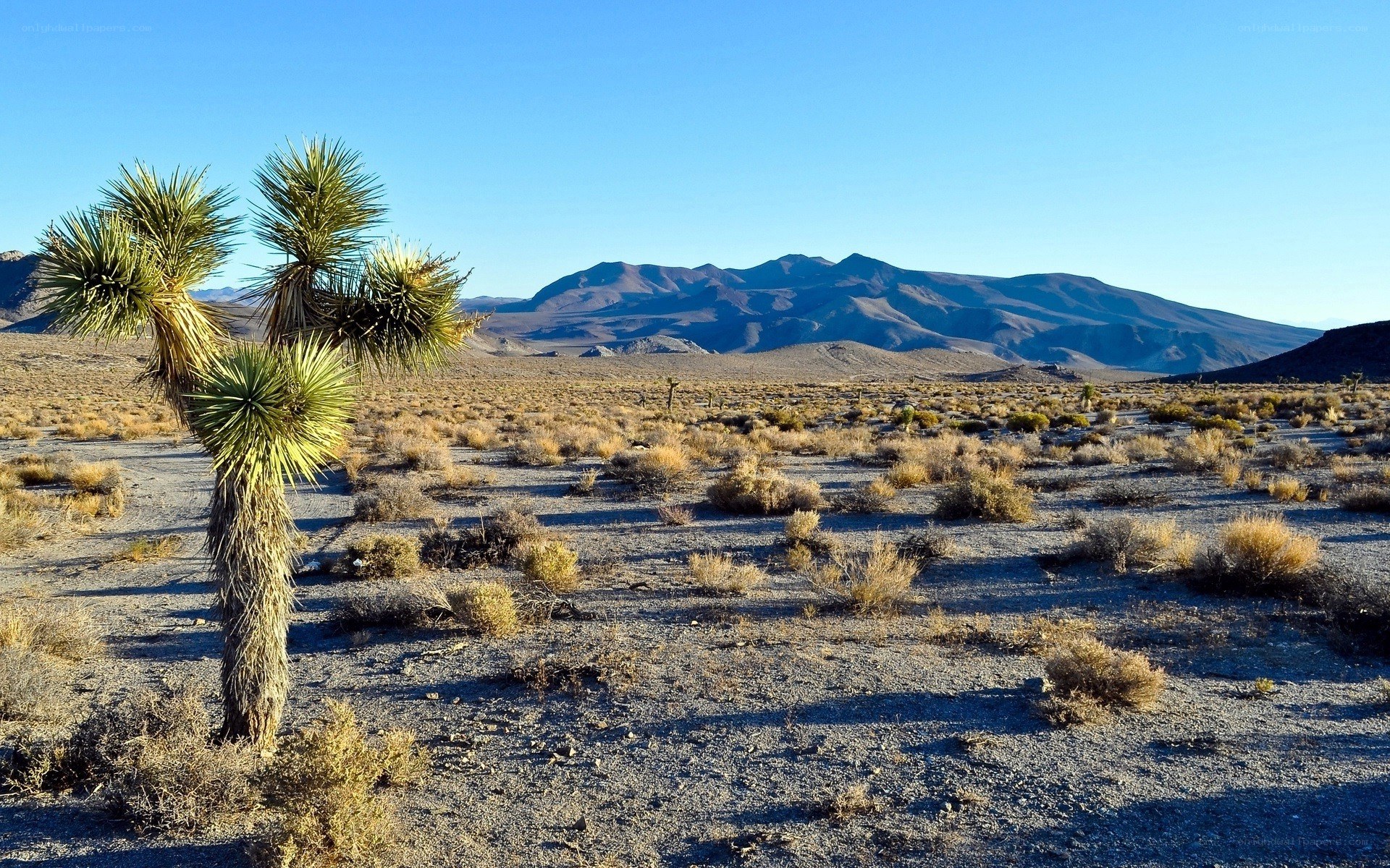 Joshua tree in desert landscape