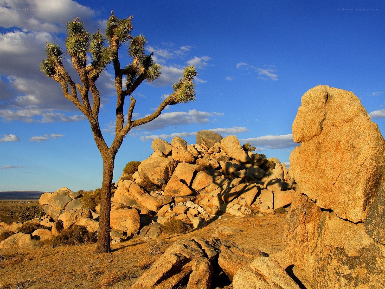 Joshua tree in desert landscape